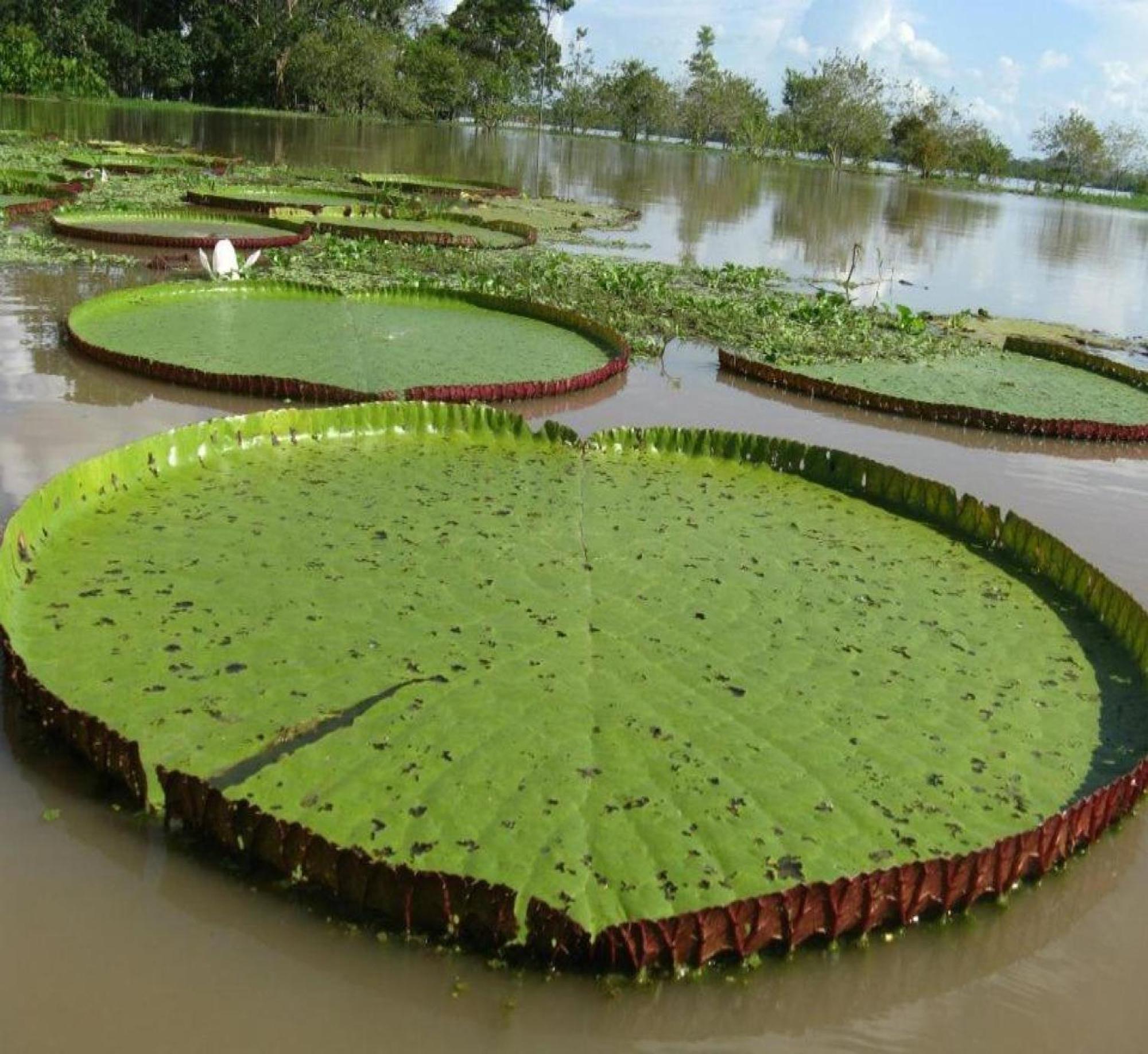 לטיסייה Cabana Flotante Kurupira מראה חיצוני תמונה